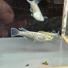 メダカ エメラルドフィン 1ペア＋メスの画像