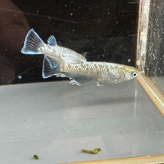 メダカ エメラルドフィン 1ペア＋メスの画像