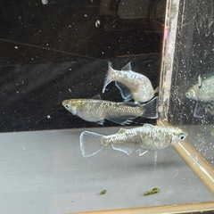 メダカ エメラルドフィン 1ペア＋メスの画像