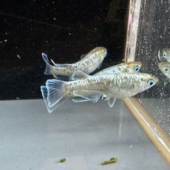 メダカ エメラルドフィン 1ペア＋メスの画像