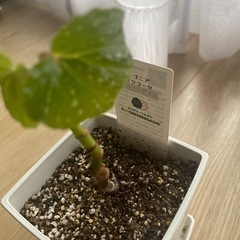 ベコニア　の画像