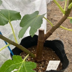 いちじく苗木 アルマ
の画像