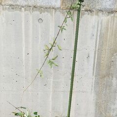 アケビ　5つ葉　盆栽　地植えに №51の画像