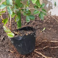 アケビ　5つ葉　盆栽　地植えに №51の画像