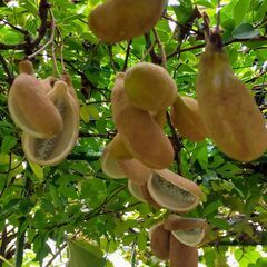 アケビ　5つ葉　盆栽　地植えに №51の画像