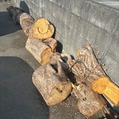無料☆伐採木、丸太☆薪にの画像