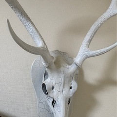 鹿のツノの画像