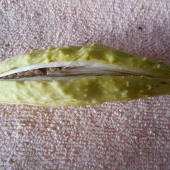 ガガイモ種子の画像