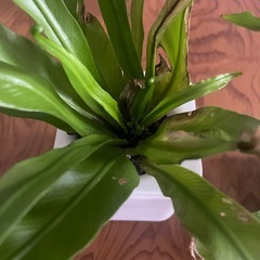 観葉植物　シダ系　2個セットの画像