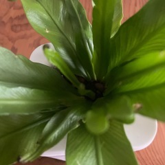 観葉植物　シダ系　2個セットの画像