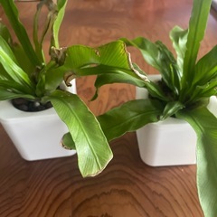 観葉植物　シダ系　2個セットの画像