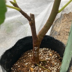 いちじく苗木 アルマの画像