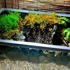 水の流れる滝テラリウム水槽　苔テラリウムの画像