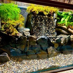 水の流れる滝テラリウム水槽　苔テラリウムの画像