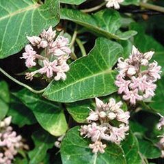 ガガイモ種子の画像