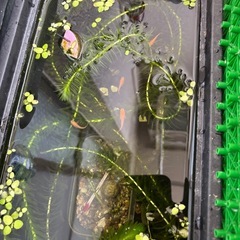 楊貴妃メダカ5匹の画像