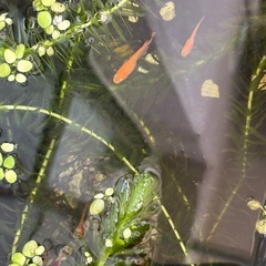 楊貴妃メダカ5匹の画像