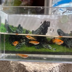 楊貴妃メダカ5匹の画像