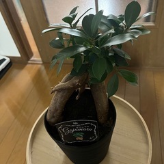 値下げしました‼️②観葉植物ガジュマル🪴の画像