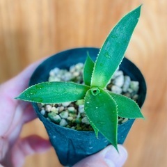 激安！引取先着順！アガベ　Agave 子株　観葉植物の画像