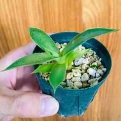 激安！引取先着順！アガベ　Agave 子株　観葉植物の画像