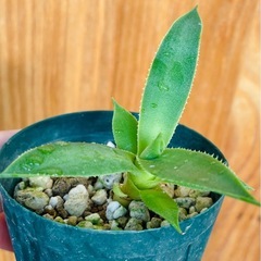 激安！引取先着順！アガベ　Agave 子株　観葉植物の画像
