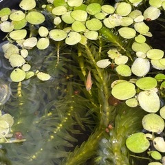 楊貴妃メダカ5匹の画像