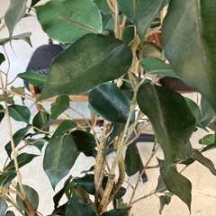 A2511-074 人工観葉植物 ベンジャミン クワ科 ゴムノキ シダレガジュマル 幸福の木 鉢植え 鉢付き キズ汚れ有り の画像