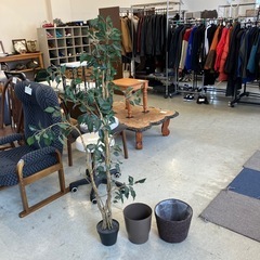 A2511-074 人工観葉植物 ベンジャミン クワ科 ゴムノキ シダレガジュマル 幸福の木 鉢植え 鉢付き キズ汚れ有り の画像