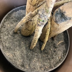 A2511-074 人工観葉植物 ベンジャミン クワ科 ゴムノキ シダレガジュマル 幸福の木 鉢植え 鉢付き キズ汚れ有り の画像