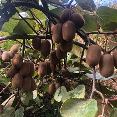 【定型文の方には返信いたしません】キウイフルーツ  １キロの画像