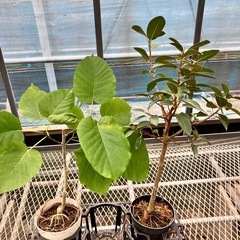 取り引き中観葉植物5鉢セットの画像