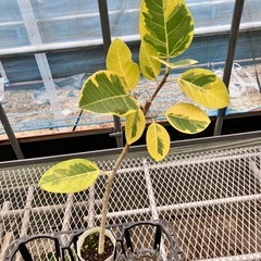 取り引き中観葉植物5鉢セットの画像