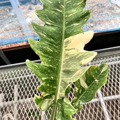 取り引き中観葉植物5鉢セットの画像