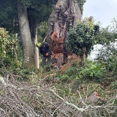 特殊伐採　伐採　ツリークライミング　茨城県　栃木県　千葉県