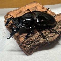 カブクワ、タランドゥスオオツヤクワガタ♂単の画像