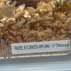 カブクワ、タランドゥスオオツヤクワガタ♂単の画像