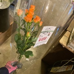 オレンジスプレー薔薇シンディ一本入
