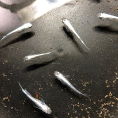 幹之みゆきメダカ🐟若魚10匹の画像