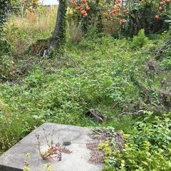 渋柿ご自分でとってく取ってくださいの画像