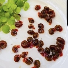 受付中🔴レッドラムズホーン 1匹 10円メダカ水槽のお掃除屋さん 水質安定に効果あります。の画像