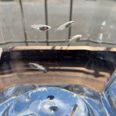 MIXメダカ　の画像