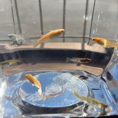 MIXメダカ　の画像