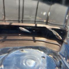 MIXメダカ　の画像