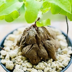 冬型！アフリカ塊根植物亀甲竜！育てやすい観葉植物の画像