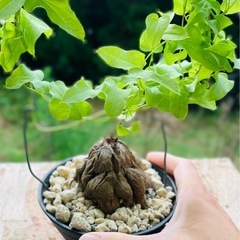 冬型！アフリカ塊根植物亀甲竜！育てやすい観葉植物の画像