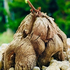冬型！アフリカ塊根植物亀甲竜！育てやすい観葉植物の画像