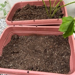 土入りのプランターの画像