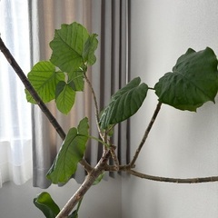 フィカスウンベラータ 190cmの画像