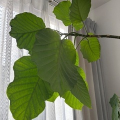 フィカスウンベラータ 190cmの画像